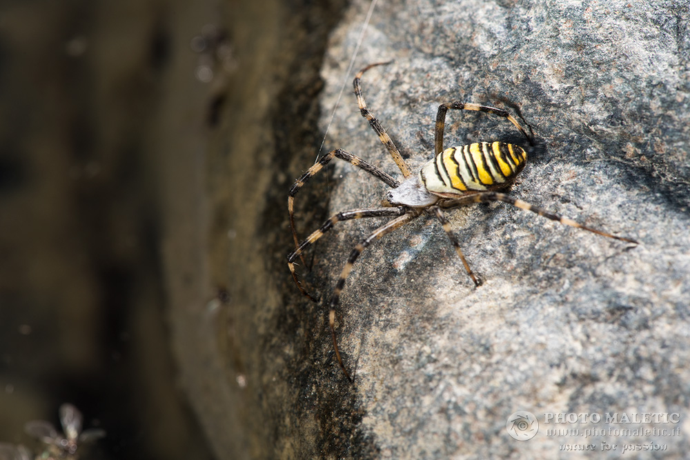 Argiope bruennichi anomalo  - prov. Alessandria